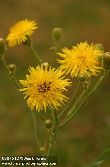 Sonchus arvensis