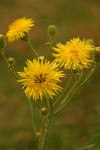 Perennial Sow Thistle blossoms detail