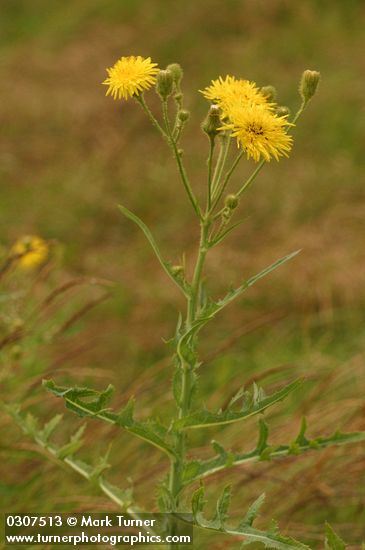 Sonchus arvensis