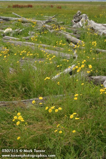 Sonchus arvensis