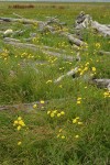 Perennial Sow Thistles among Salt Grass & driftwood logs in salt marsh