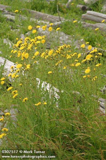 Sonchus arvensis