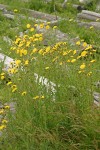 Perennial Sow Thistles