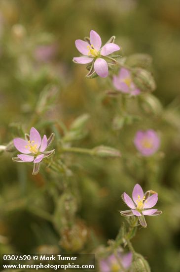 Spergularia macrotheca