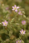 Beach Sand Spurry blossoms detail