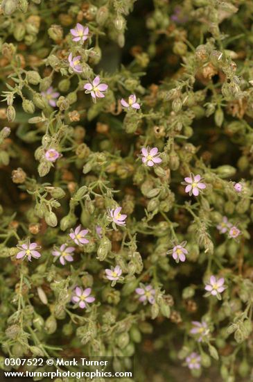 Spergularia macrotheca