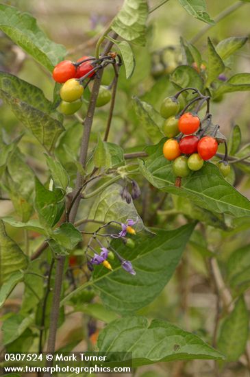 Solanum dulcamara