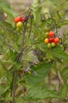 Bittersweet Nightshade blossoms, foliage & fruit