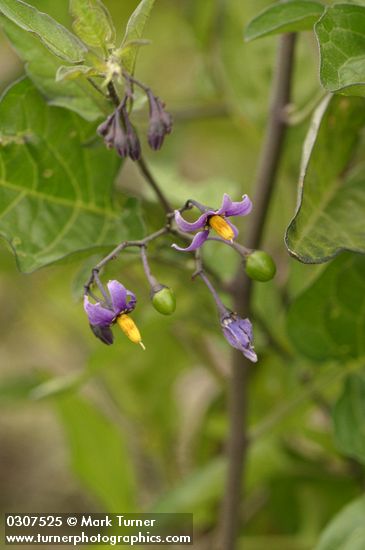 Solanum dulcamara