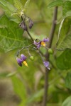 Bittersweet Nightshade blossoms & foliage