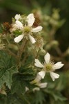 Evergreen Blackberry blossoms & foliage