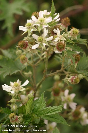 Rubus laciniatus