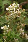 Evergreen Blackberry blossoms & foliage