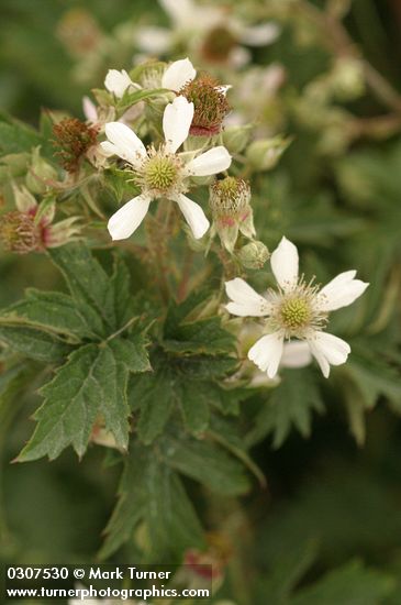 Rubus laciniatus