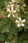 Evergreen Blackberry blossoms & foliage