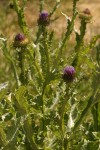 Scotch Cottonthistle 