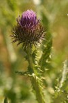 Scotch Cottonthistle blossom detail