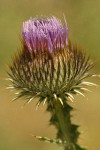 Scotch Cottonthistle blossom extreme detail