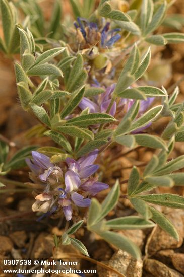 Lupinus lepidus