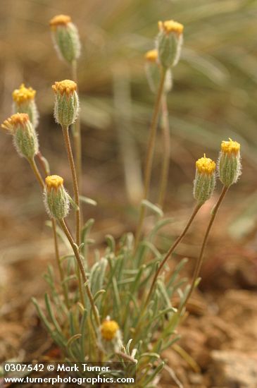 Erigeron bloomeri