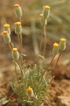 Scabland Fleabane