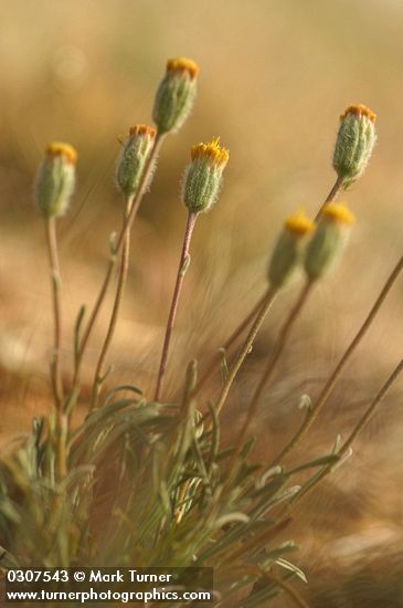 Erigeron bloomeri