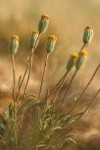 Scabland Fleabane