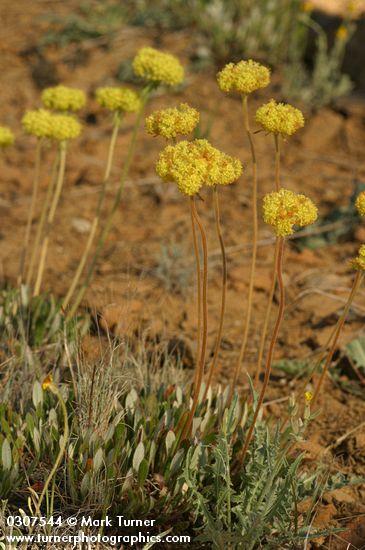 Eriogonum flavum