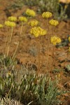 Golden Eriogonum