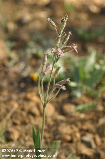 Silene oregana