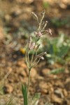 Oregon Catchfly