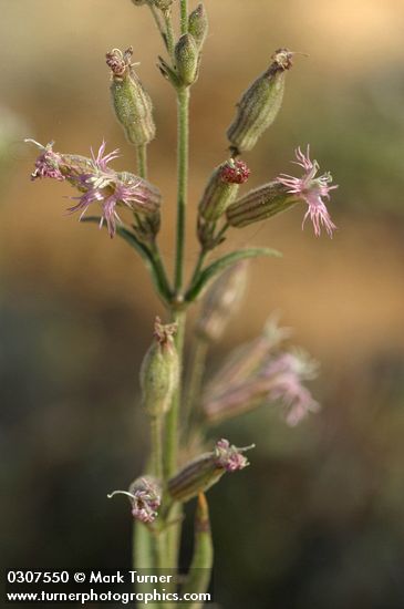 Silene oregana