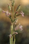 Oregon Catchfly blossoms detail