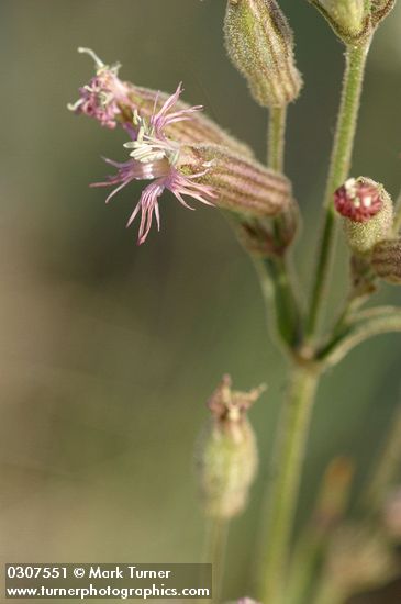 Silene oregana