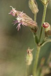 Oregon Catchfly blossom extreme detail