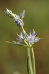 Whitestem Frasera blossoms detail