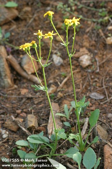 Packera streptanthifolia