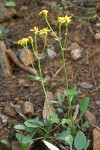 Rocky Mountain Butterweed