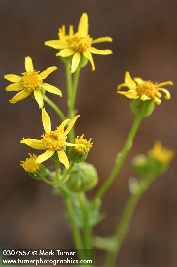 Packera streptanthifolia