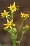 Rocky Mountain Butterweed blossoms detail