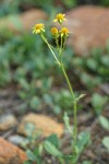 Rocky Mountain Butterweed