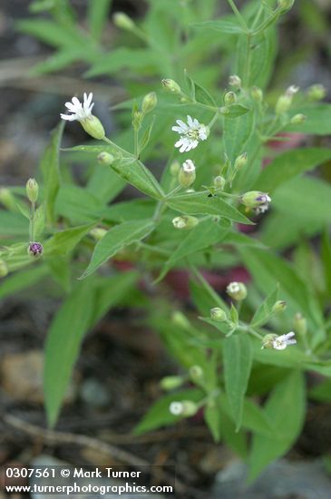 Silene menziesii