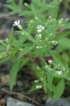 Menzies' Catchfly