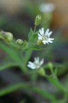 Menzies' Catchfly blossom detail