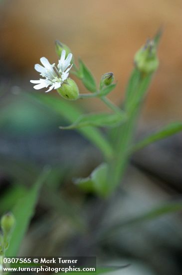 Silene menziesii