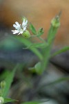 Menzies' Catchfly blossom detail