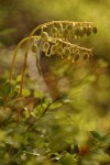 One-sided Wintergreen (Pyrola) backlit