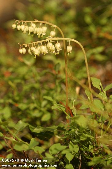 Orthilia secunda