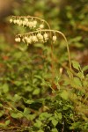 One-sided Wintergreen (Pyrola)