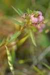 Sickletop Lousewort